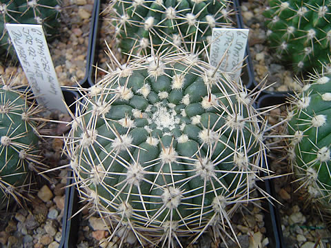 Gymnocalycium schatzlianum, sbírka ing Martin Tvrdík