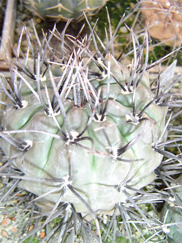 Gymn. striglianum spiny