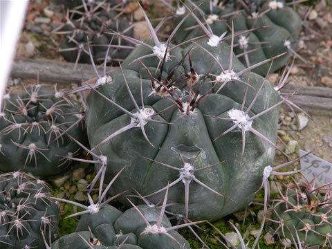 Gymn. striglianum aeneum