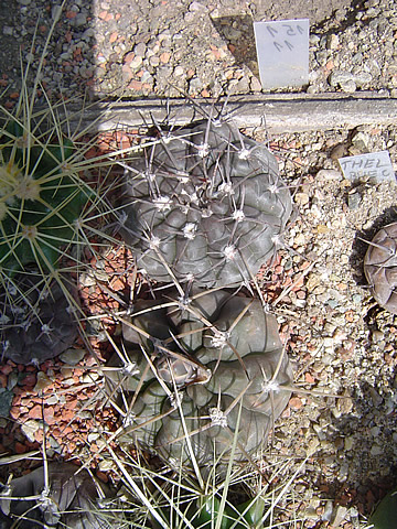 Gymnocalycium striglianum aeneum Chv 1036