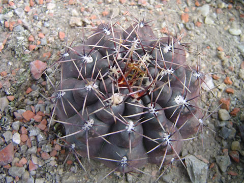Gymnocalycium šibalii typ