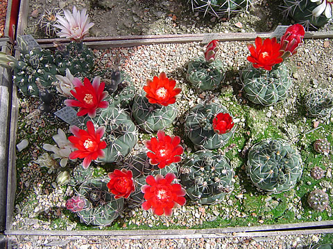 Gymnocalycium baldianum kvetoucí skupina