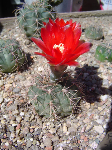 Gymnocalycium marianae