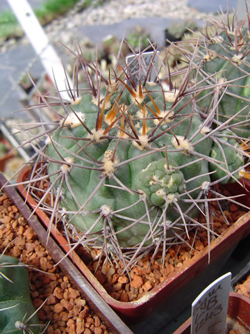 Gymnocalycium sanguiniflorum