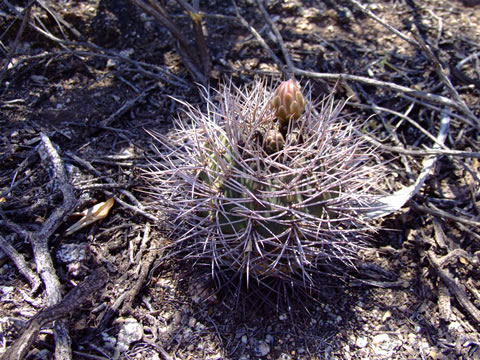 Gymn. coloradense mezi Patquia a Los Colorados, foto Ch