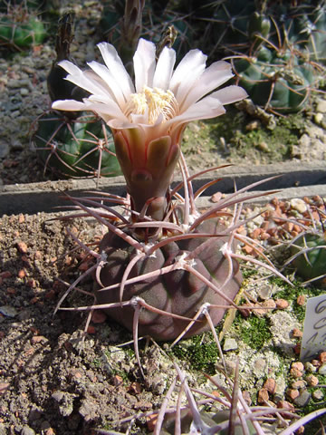 Gymnocalycium coloradense