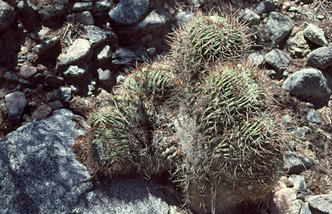 Echinopsis leucantha kristáta, doprovodný taxon v Cuesta Miranda, foto VS