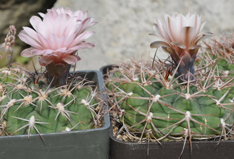 Gymnocalycium guanchinense