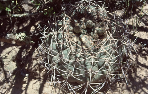 Gymnocalycium guanchinense VS 39 na nalezišti, foto VS