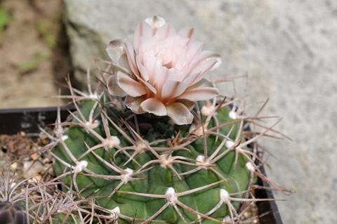 Gymnocalycium guanchinense VS 39 semenáč, foto VS