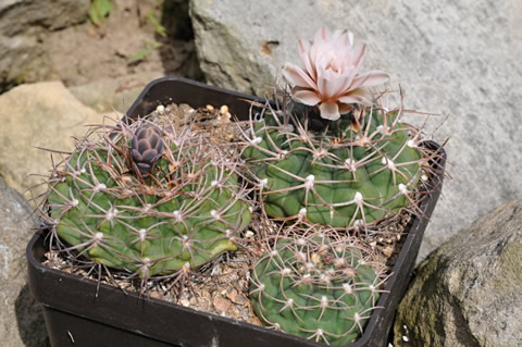Gymnocalycium guanchinense VS 39 semenáčci
