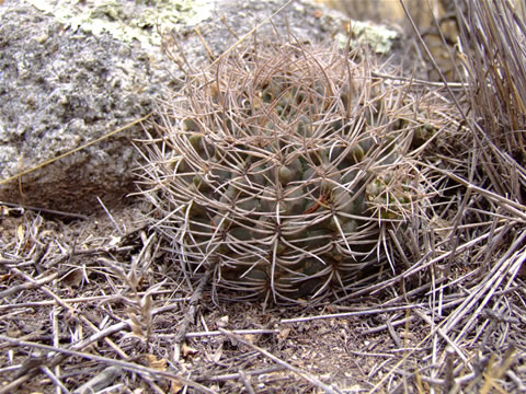 Gymn. ritterianum Chilecito-La Mexicana, foto Ch