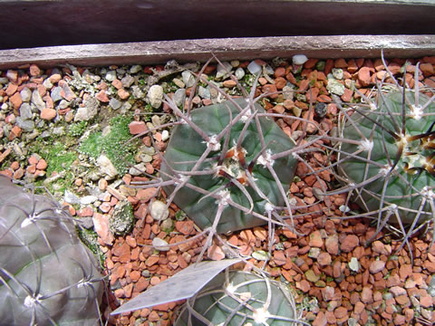 Gymnocalycium jochumii