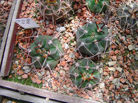 mladé rostlinky young plants Gymnocalycium jochumii