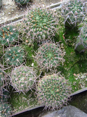 čtyři roubovanci Gymnocalycium jochumii v jugum