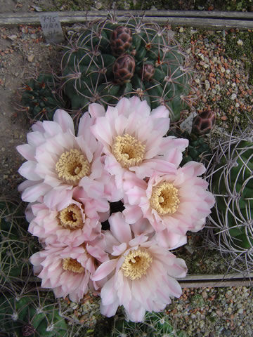 Gymnocalycium ritterianum 2 rostliny, jedna v květu