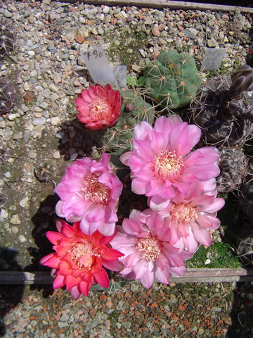 Gymnocalycium ritterianum WR 126 kvty ervenooranov, pilo s ritterianum, mon prodn hybrid Strigl