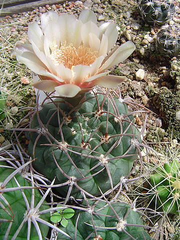 Gymnocalycium jochumii