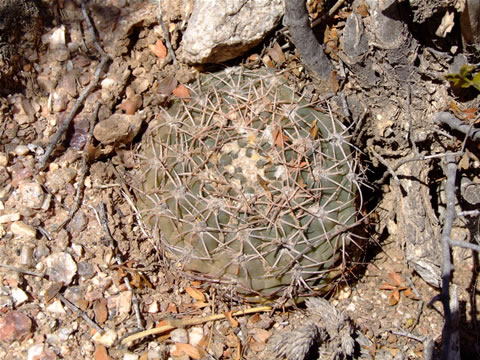 Gymn. alboareolatum Villa Bustos, foto Ch