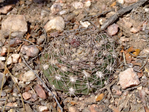 Gymn. alboareolatum Villa Bustos, foto Ch