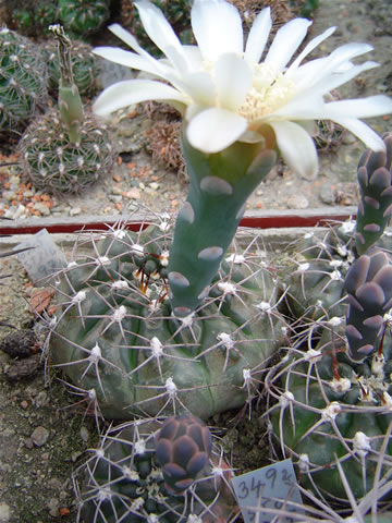Gymn. alboareolatum ramosum