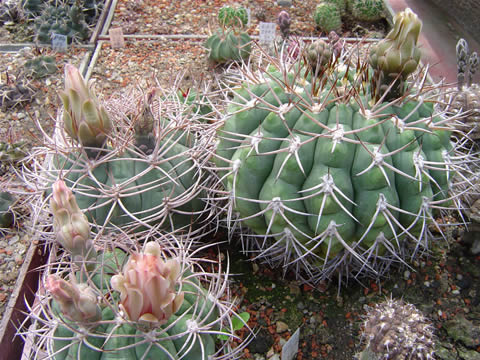 Gymn. ambatoense ssp plesnikii