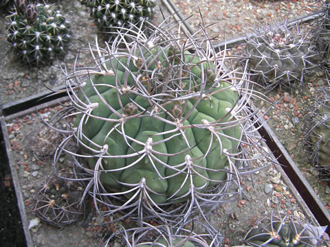 Gymn. catamarcense ssp. schmidianum GN 697, foto Rudolf Frélich