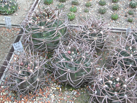Gymn. glaucum ssp. albertovojtěchii, foto Rudolf Frélich