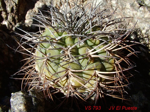 Gymn. glaucum ssp. albertovojtěchii foto Vlad. Šorma