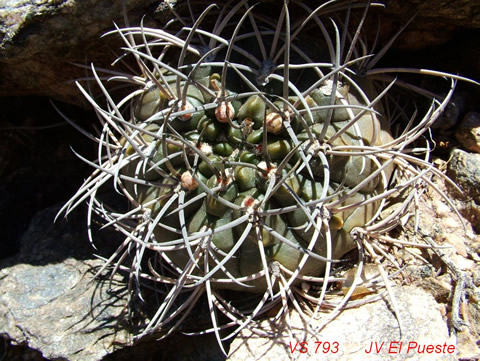 Gymn. glaucum ssp. albertovojtěchii foto Vlad. Šorma