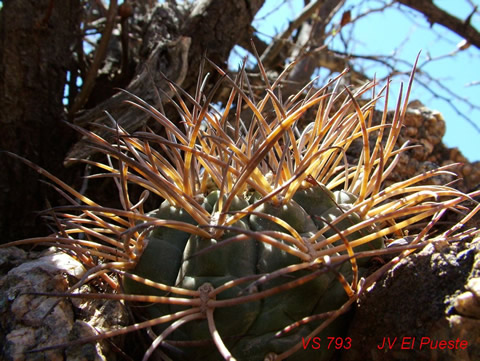 Gymn. glaucum ssp. albertovojtchii foto Vlad. orma