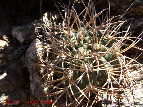 Gymn. glaucum ssp. albertovojtchii foto Vlad. orma