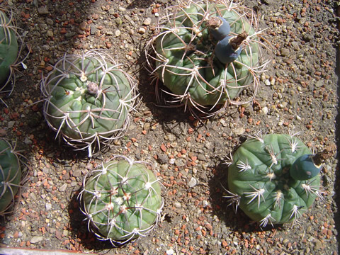 Gymnocalycium schmidianum různá čísla LB a VS - various numbers of LB and VS