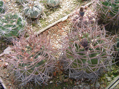 Gymnocalycium glaucum albertovojtěchii skupinka