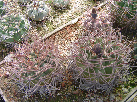 Gymnocalycium glaucum albertovojtchii skupinka