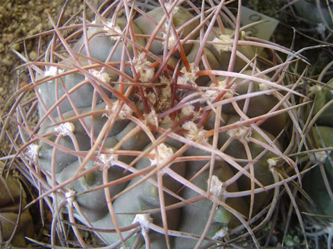 Gymnocalycium glaucum P 36