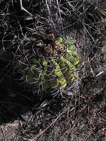Gymn. nigriareolatum, foto Rudolf Frélich