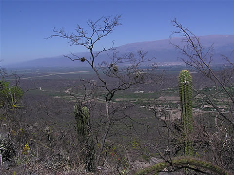 Okol nalezit Gymn. nigriareolatum, foto Rudolf Frlich