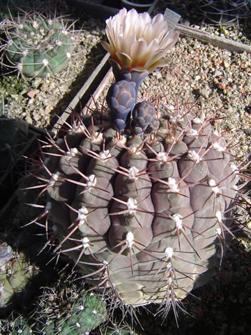 Gymnocalycium mucidum P 36a