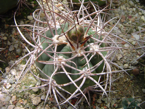 Gymnocalycium castellanosii var. spinosior Milt