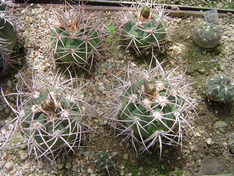 Gymnocalycium castellanosii var. spinosior Milt