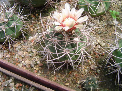 Gymnocalycium castellanosii var. spinosior Milt