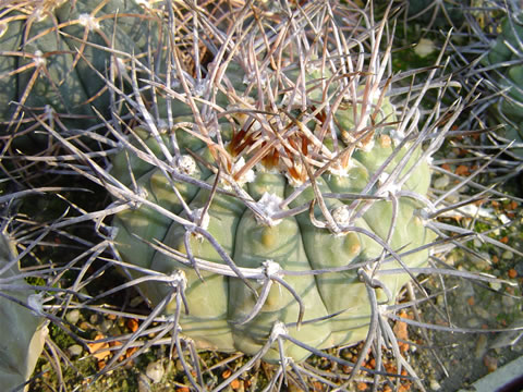 Gymn. bozsingianum longispinum Chepes Viejo Bozsing