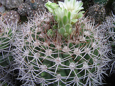 Gymnocalycium ferox