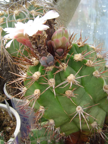 Gymnocalycium paediophilum