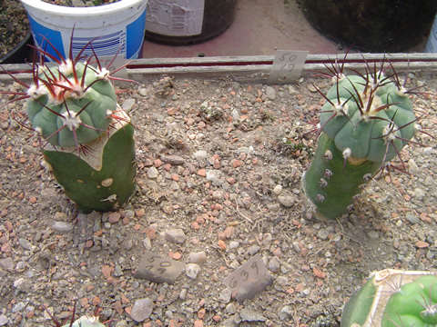 Gymnocalycium cabreraense VoS