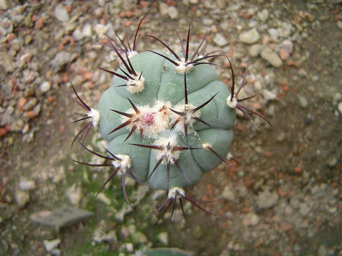 Gymnocalycium cabreraense sem ex VoS