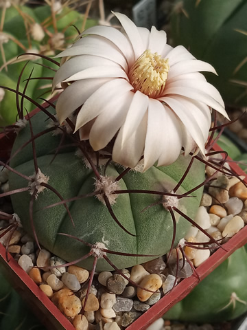 Gymnocalycium cabreraense, foto Tom Lachk