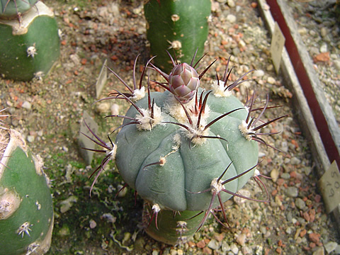 Gymnocalycium cabreraense tříletý semenáček na Eriocereus jusbertii