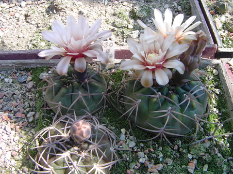 Gymnocalycium catamarcense schmidianum LB 1307